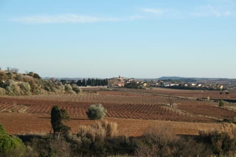 Élagueur Puisserguier