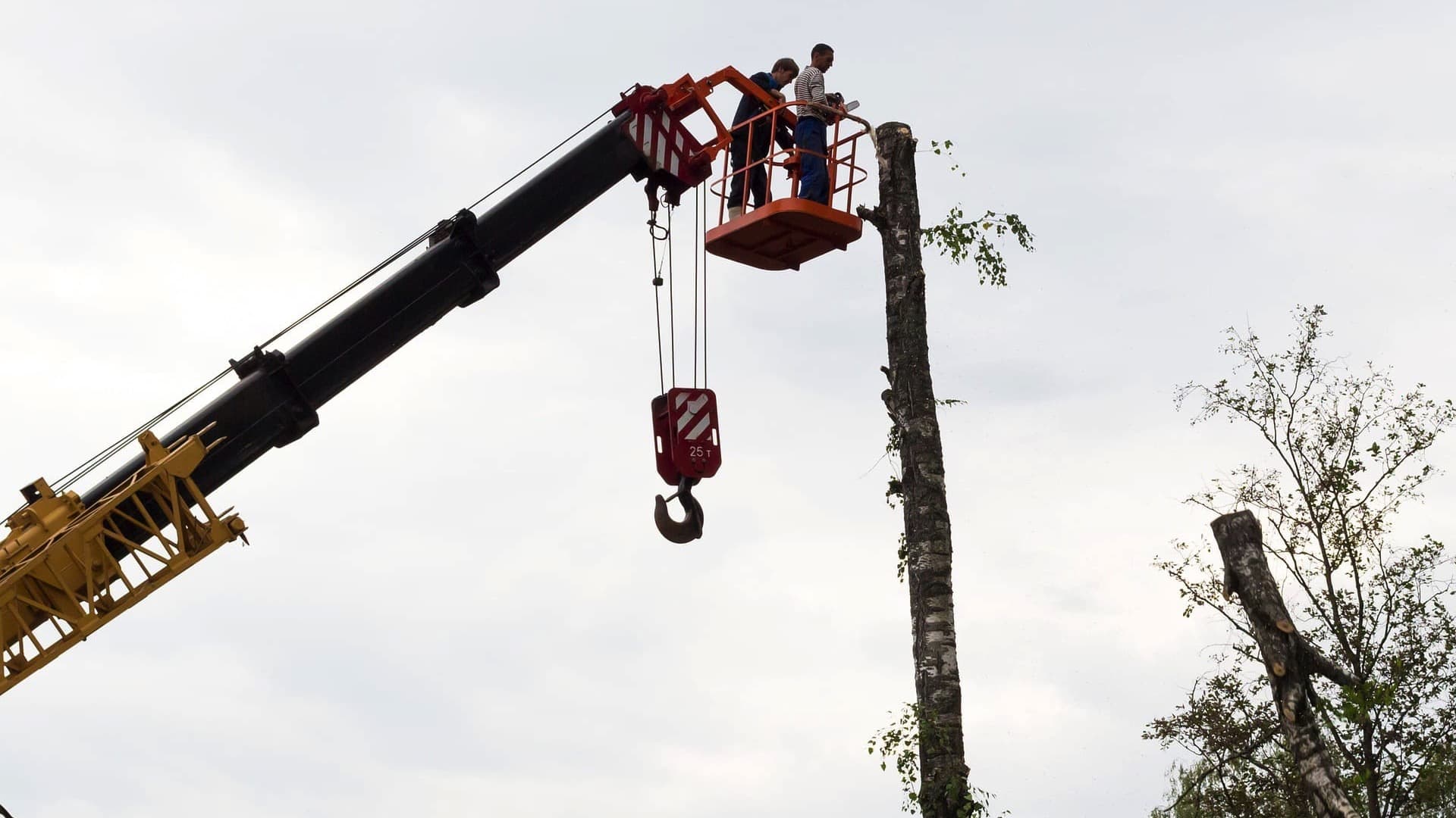 Abattage & Dessouchage