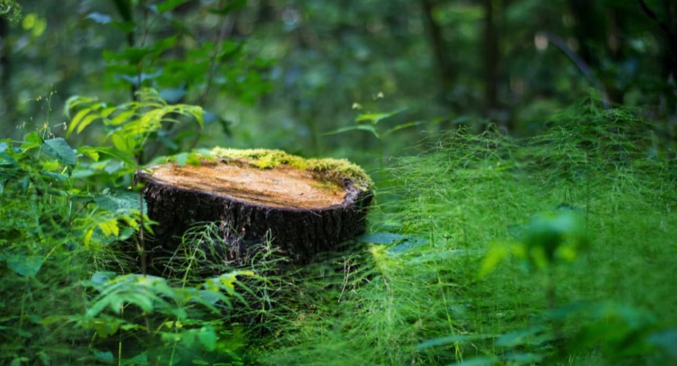 Abattage & Dessouchage