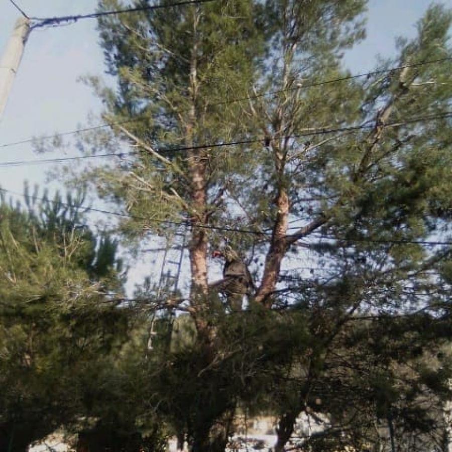 Élagage pins Pian Médoc