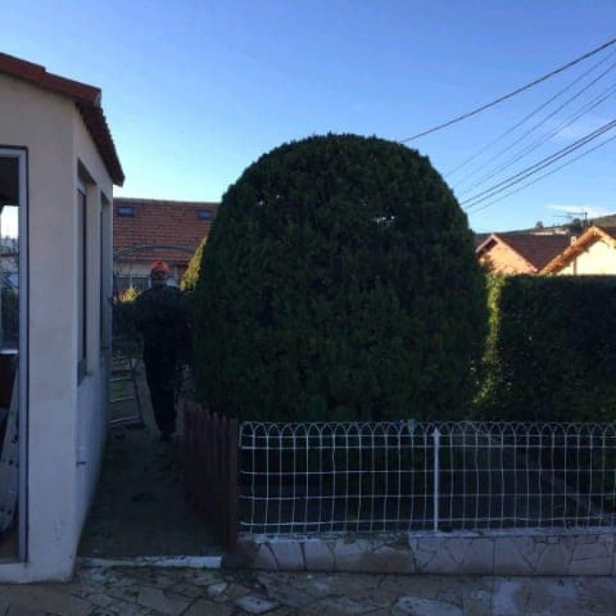 Taille cyprès Bordeaux